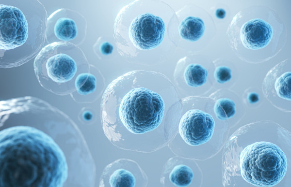 What Is The Role Of Adult Stem Cells in Hair IN Follicle Regeneration?